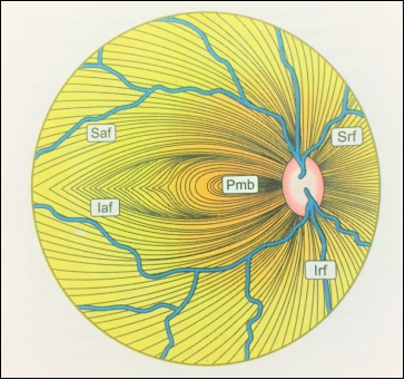 Arrangement of nerve fibres in the retina in the Right eye