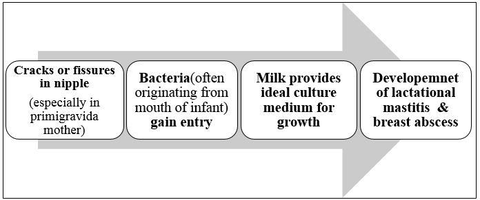 Pathogenesis of lactational breast abscess