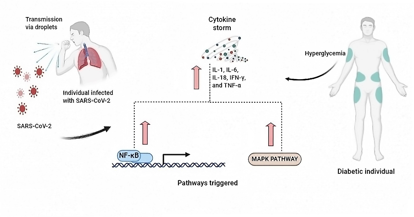 The pathogenic connection between pathways triggered by COVID-19 and diabetics