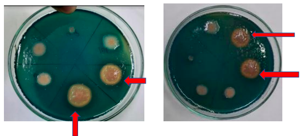 Inoculated CAS agar plate showing orange clear zone around growth showing siderophore production