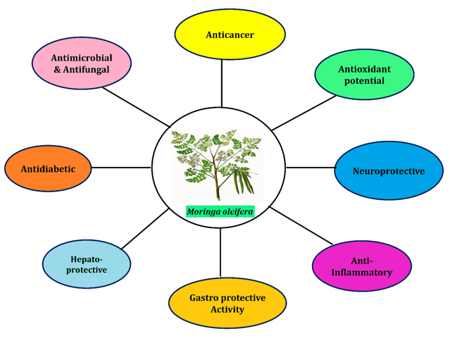 Therapeutic potential of moringa oleifera plant