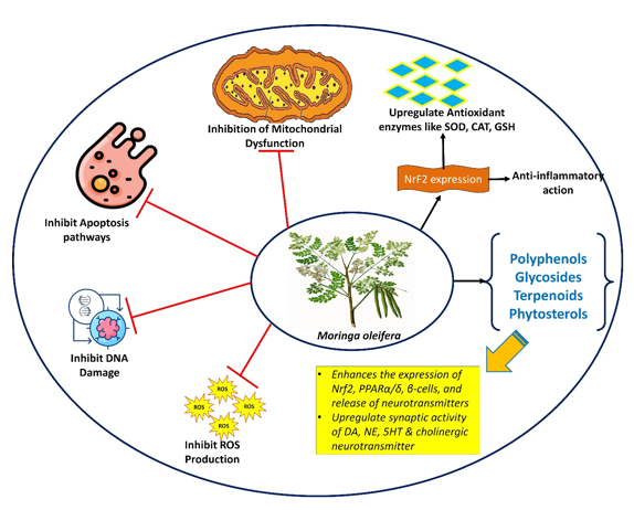 Neuroprotective mechanism of moringa oleifera