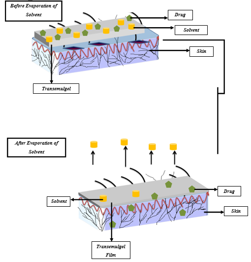 Mechanism of Transemulgel