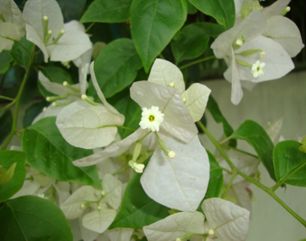 Bougainvillea Campanulata flowers
