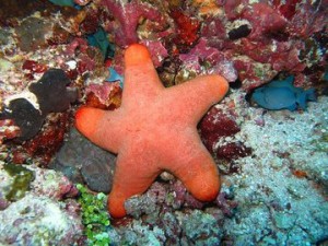 starfish coral