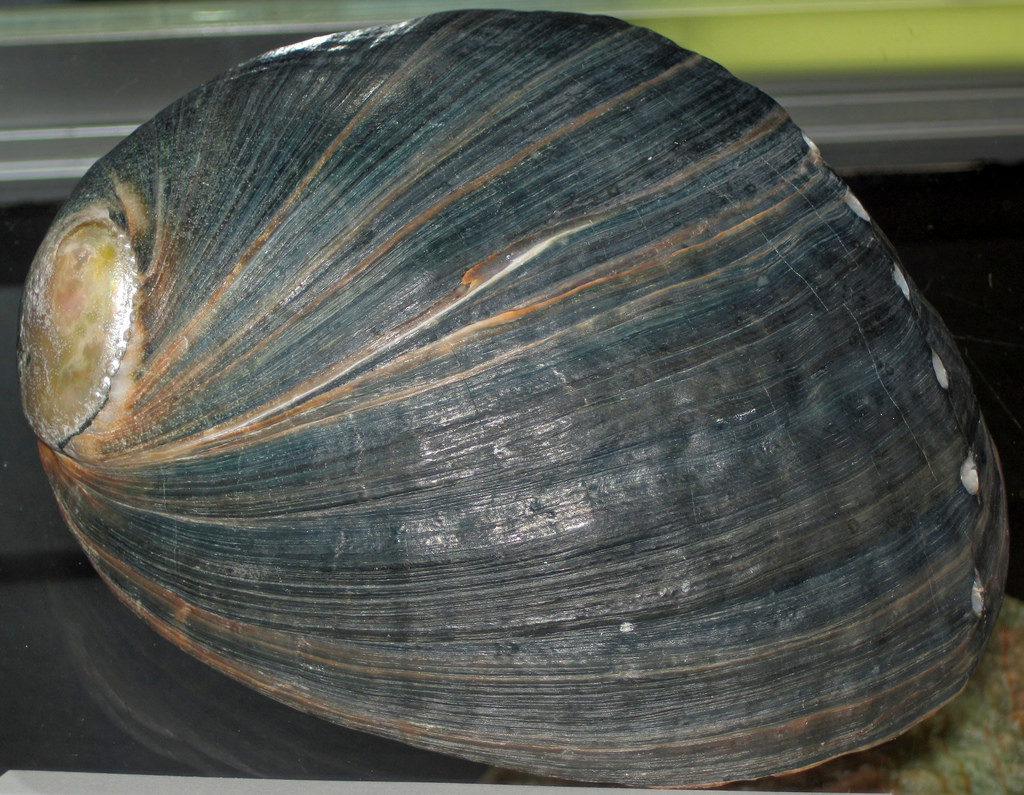 Abalone Facts Underwater Audio