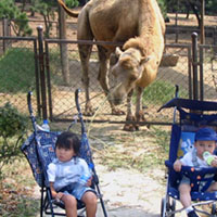 How close can we get our kids to the camel before he takes a bite out of one?