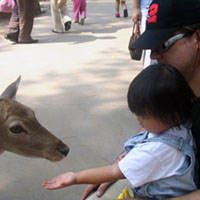 The Hefei zoo, teeming with roaming wildlife.