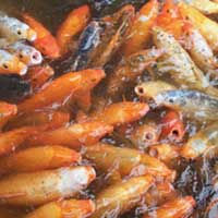 Hungry koi are hungry.