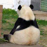 Panda Bear ain&rsquo;t got no time for you.