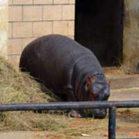 Hippos: the American tourist physique of the animal kingdom.