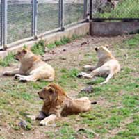 Lions. Chillin&rsquo;. As they do.