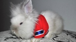 Puck Bunny