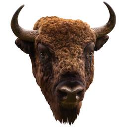 Buffalo Wild Wings