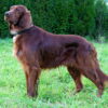 Benefits of Survival Dogs survival dog benefits