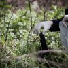 The Truth About Ghost Guns, 3D Printed Guns, and 80% Lowers tracing crime scene guns