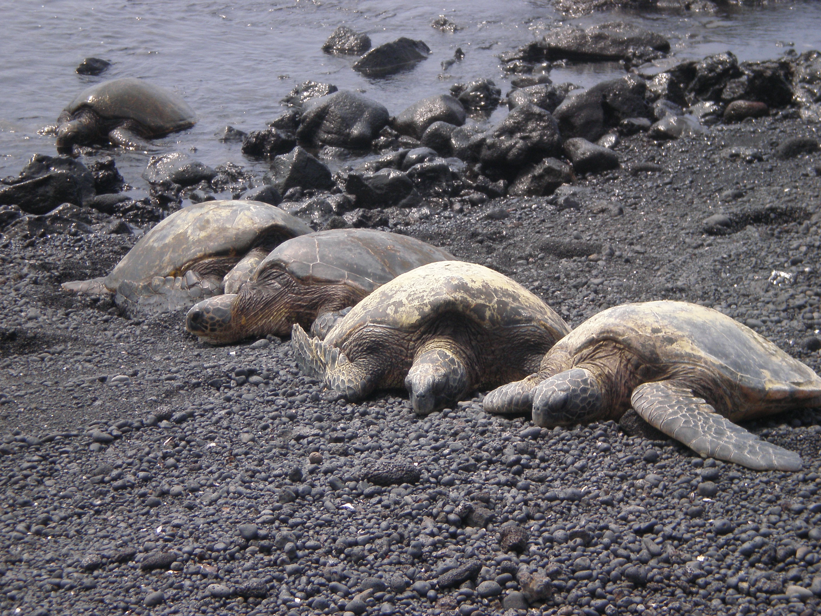 black sand beach with turtles