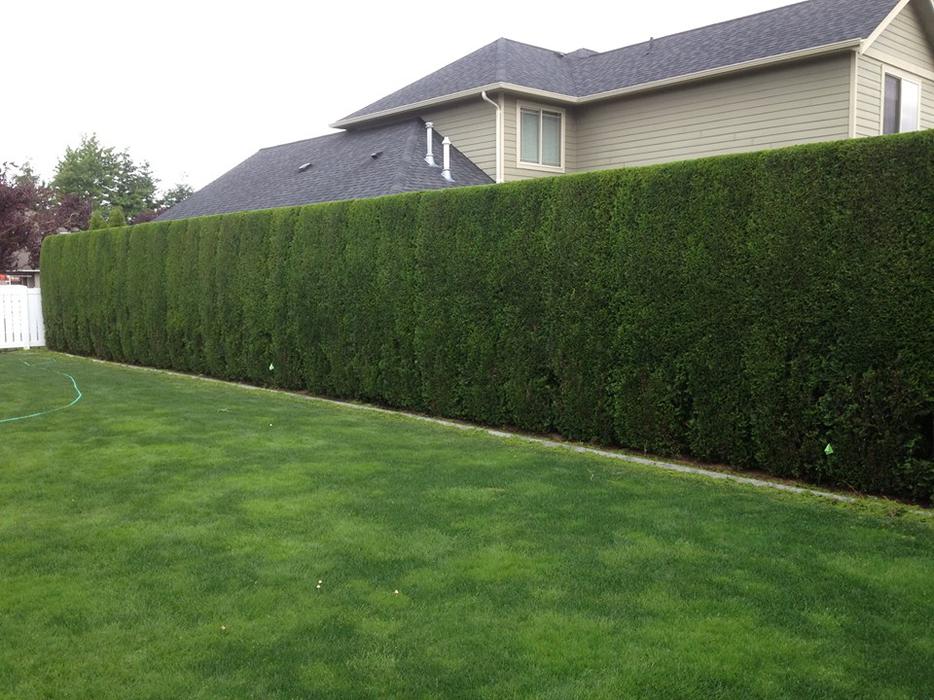 Hedge Trimming Services Langley, Vancouver