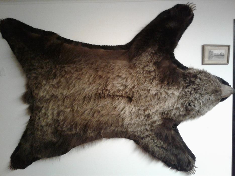 Grizzly Bear Hide Saanich, Victoria