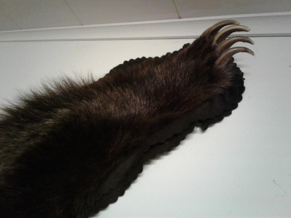 Grizzly Bear Hide Saanich, Victoria