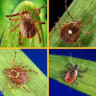 Ticks