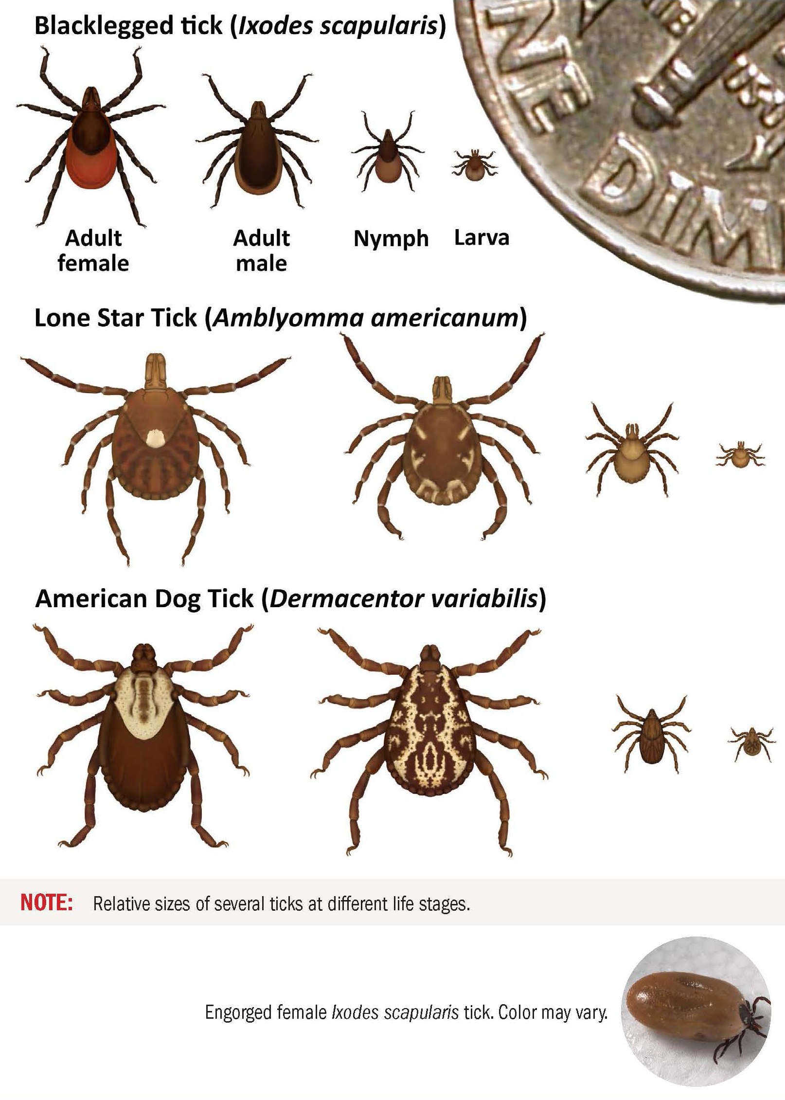 Tick Life Stages 