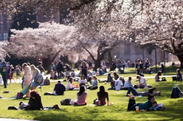 Cherry trees in bloom on the University of Washington campus.
