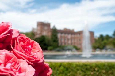 Roses from the rose garden surrounding Drumheller Fountain.