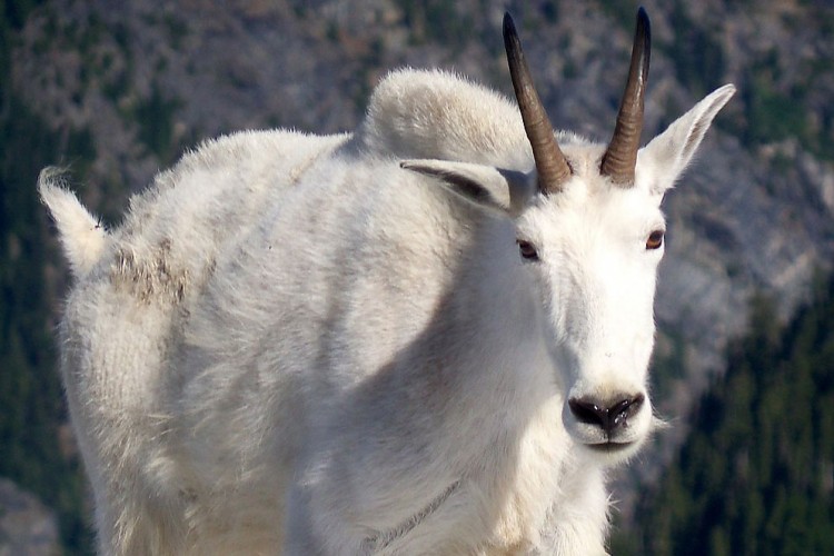 web-Mountain_Goat_North_Cascades_National_Park