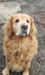 Guillaume Tourniaire's golden retriever, Shakespeare.