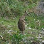 Kangaroo
