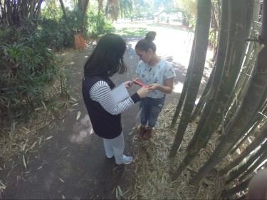 Nate, Jingyang, Chris and Richard hard at work measuring bamboo shoots and conducting their experiment to prove or disprove their hypothesis.