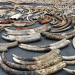 Tusks from poached elephants