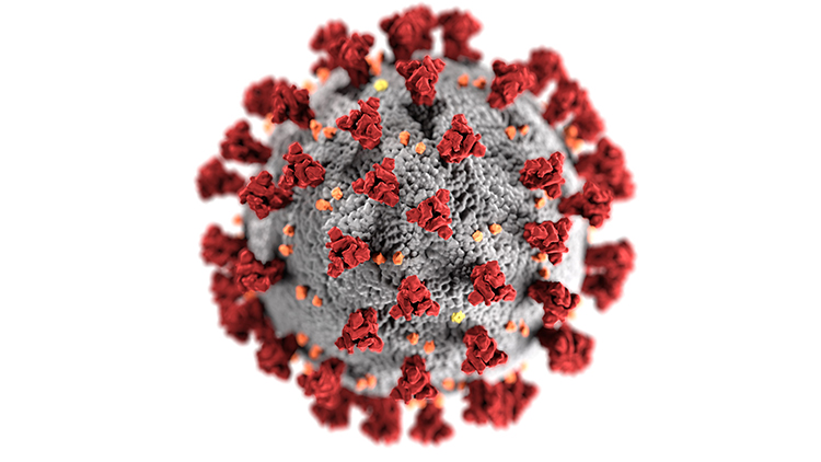 Coronavirus bacteria
