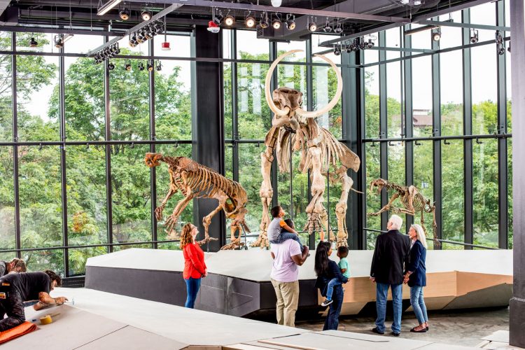 People visit the paleontology room at the New Burke