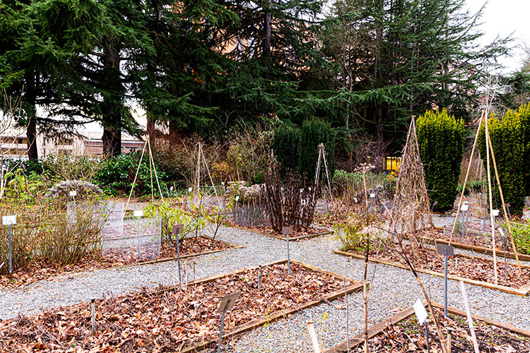 UW Medicinal Garden: rows of plants