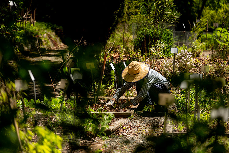 Gardener with kneels to work among plant rows.