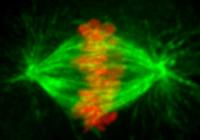 Chromosomes (stained red) align and attach to microtubules (green) in the mitotic spindle before cell division. | Jason Stumpff