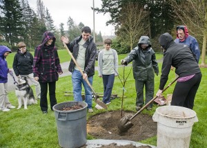 Isaac Newton would be proud: One of ‘his apple trees now on campus