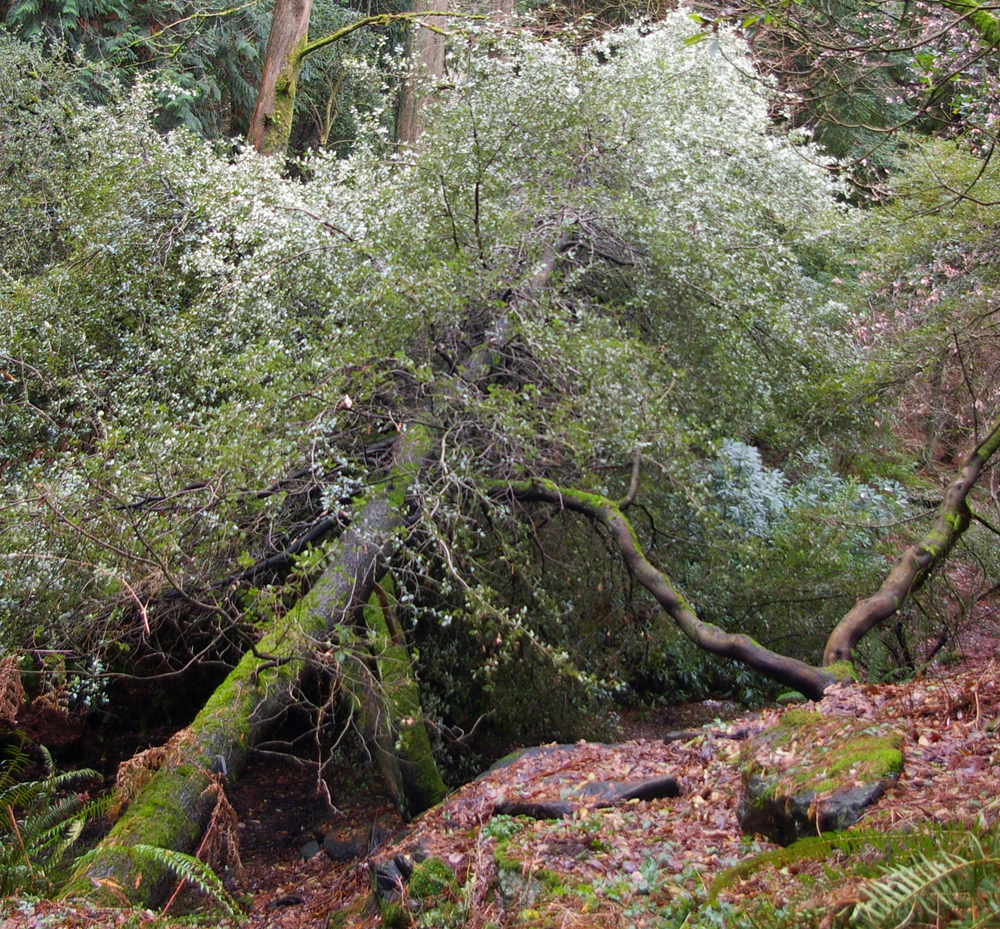 List 93+ Images an oak tree falls in a forest Stunning