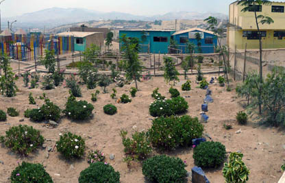 A garden blooms in a Peruvian desert slum through the work of local residents and UW students and faculty.