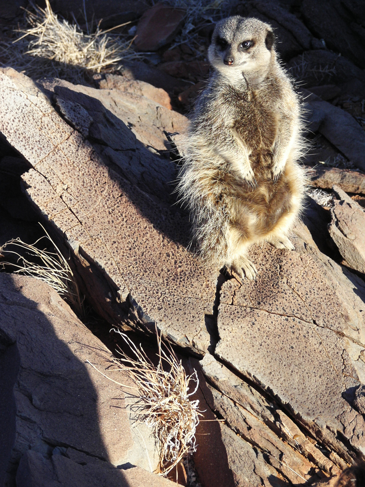 A meerkat perches atop rocks bearing the fossil impressions of raindrops that fell in South Africa 2.7 billion years ago.