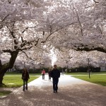 I pedoni camminano sotto gli alberi di ciliegio in piena fioritura