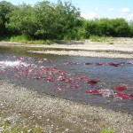 Sockeye salmon migrate up stream to spawn