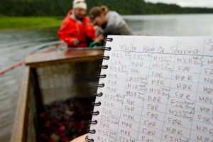 Fisheries scientists at work, sampling and recording data in research notebook Fisheries scientists at work, sampling and recording data in research notebook