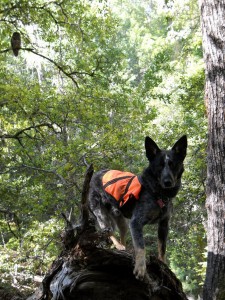 Northern spotted owl and detection dog in forest Northern spotted owl and detection dog in forest