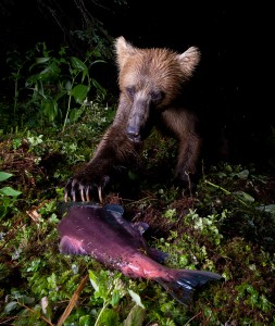Bear claws salmon Bear claws salmon on streambank