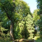 Solar panal in tree in arboretum