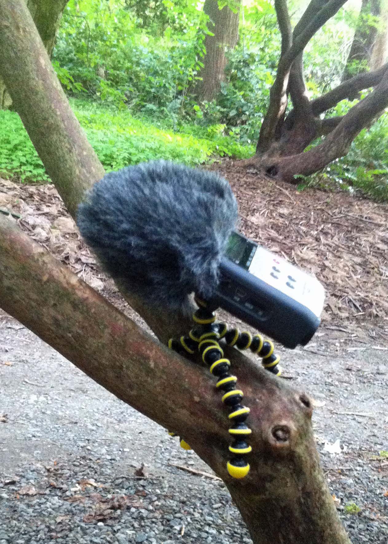 Recording device in tree in arboretum