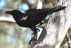 RUTZ_crow_with_tag New Caledonian crow with UW tag